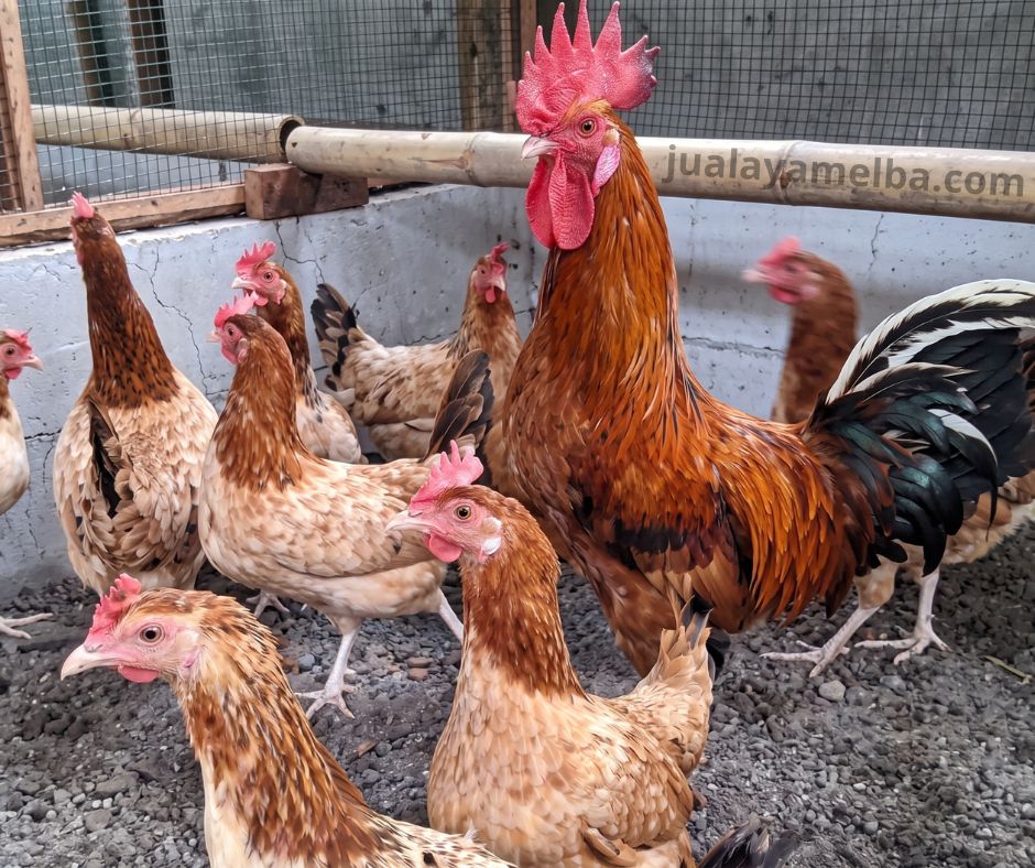 keunggulan ayam elba