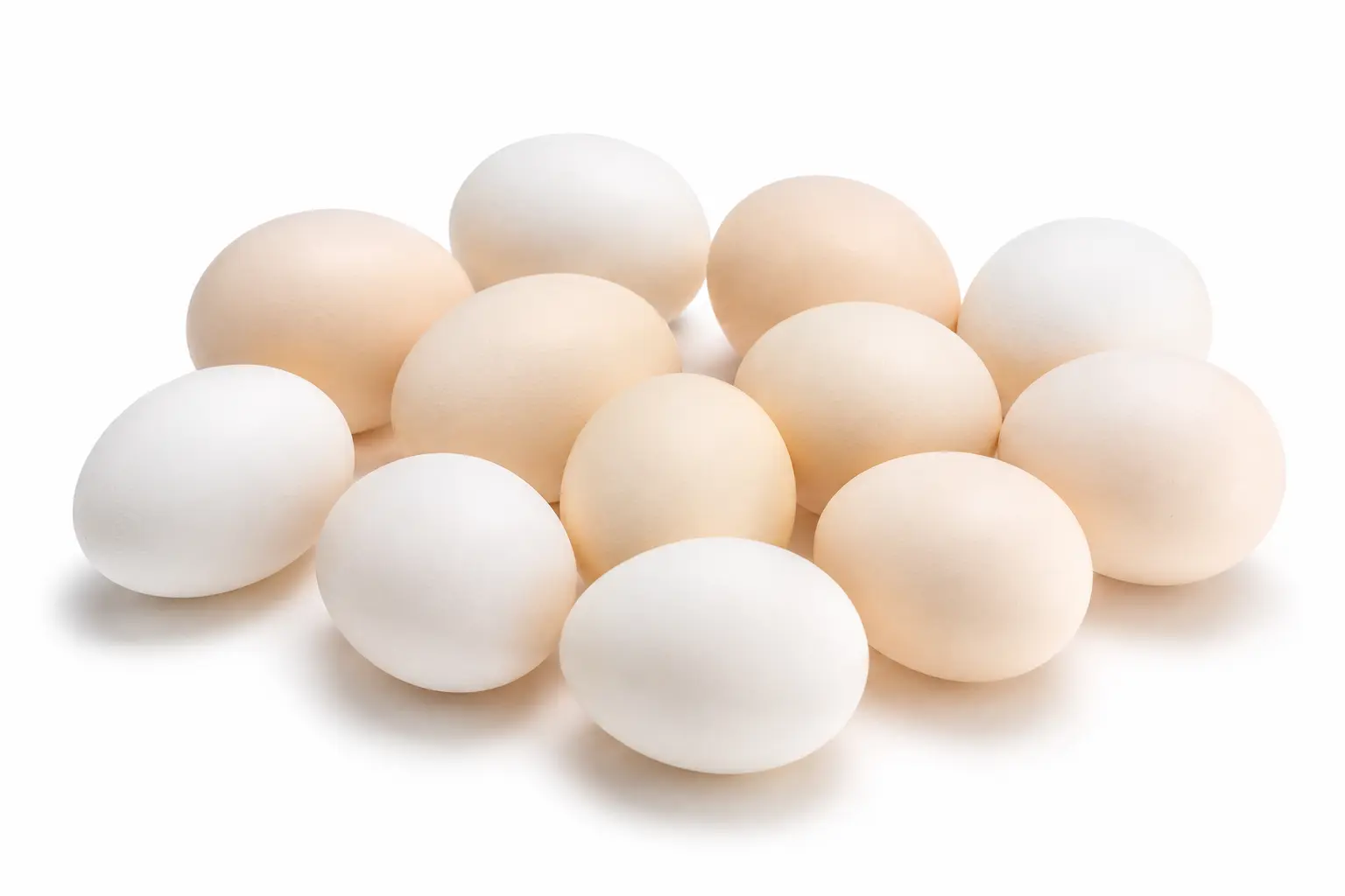Telur Fertil