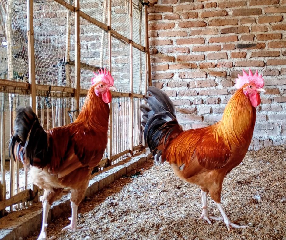 ayam elba