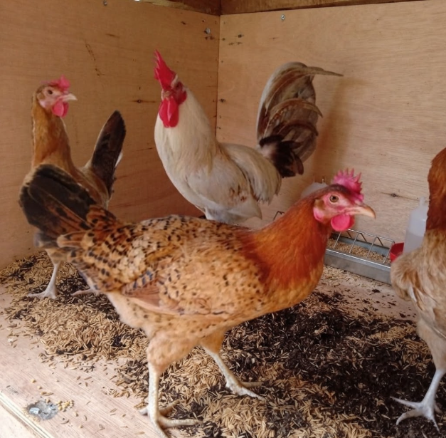 Ayam Elba Siap Telur