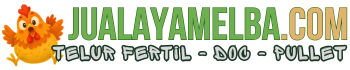 Jual Ayam Elba