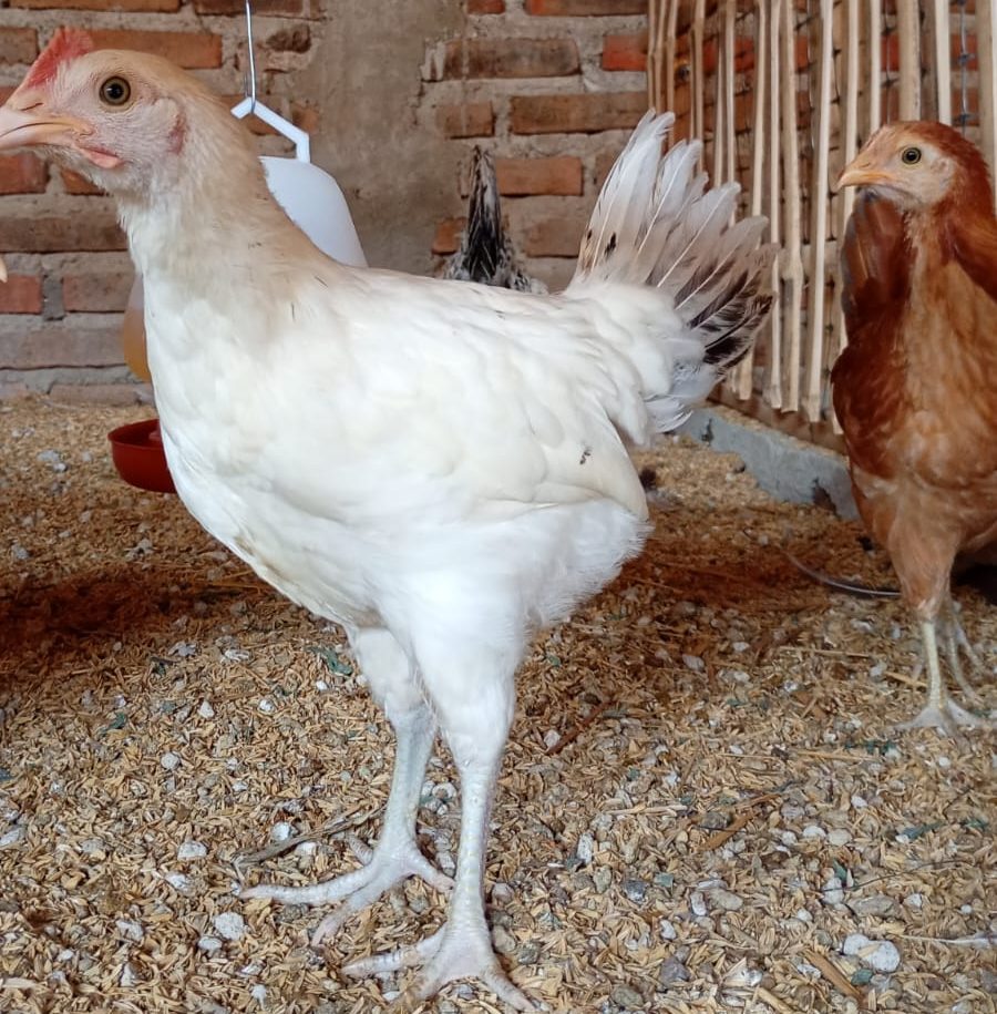 Pullet 2-3 Bulan