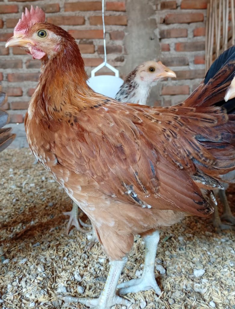 pullet ayam elba 2-3 bulan